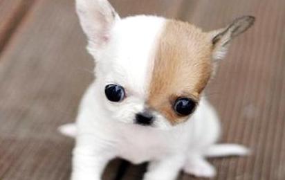 小型犬不爱叫体味小的狗有哪种,什么狗狗不掉毛没体味又好养