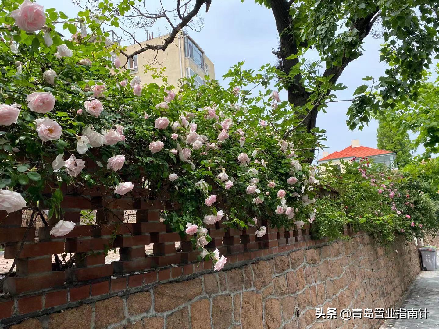 青岛城阳白沙湾最新消息,城阳白沙湾片区在哪里