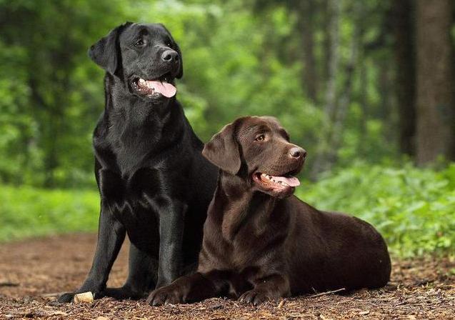 女人养拉布拉多犬好吗,拉布拉多犬怎么养最好