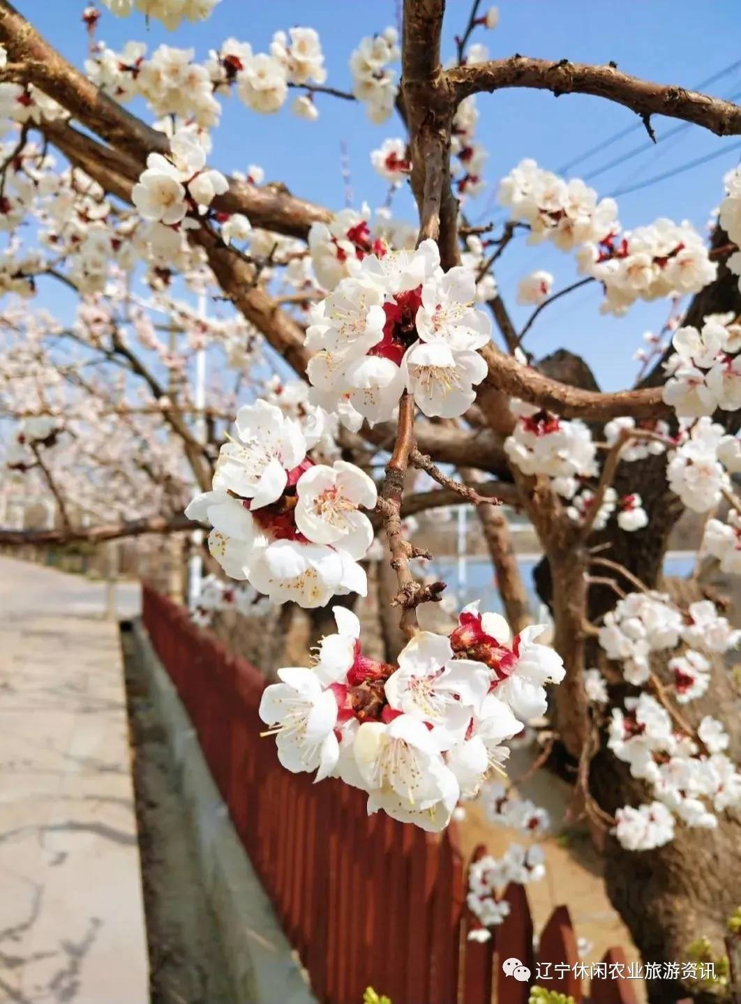 旅顺杏花村风景,旅顺杏花微雨醉春风