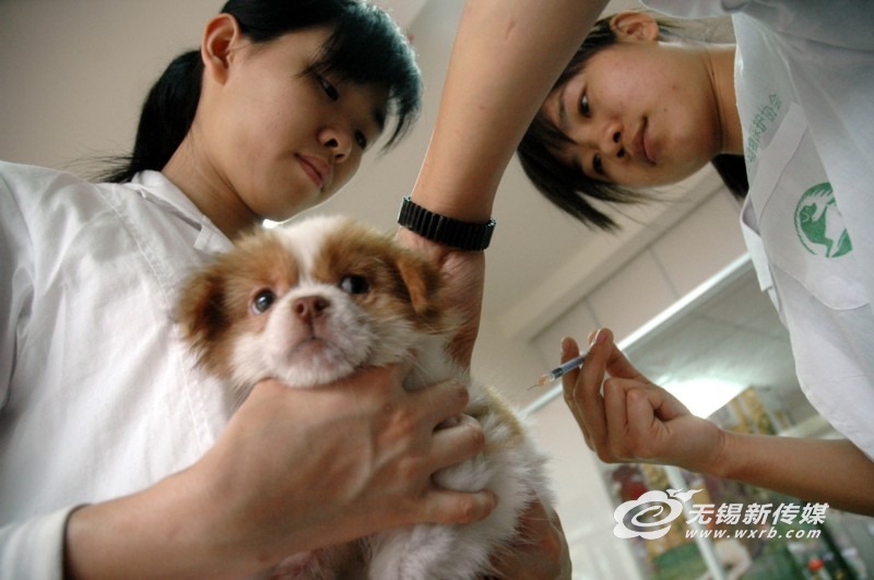 养宠家庭狂犬疫苗怎么打,养宠人有必要定期打狂犬疫苗吗