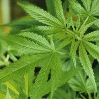 这些合成*品毒**，你知道多少？丨天府小妹微普法栏目第四十四期（6.26国际禁毒日宣传特播）