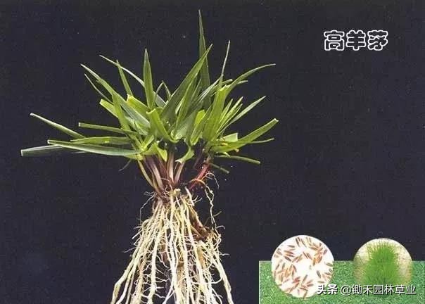 适合盐碱地的植物有哪些,绿化草耐旱品种