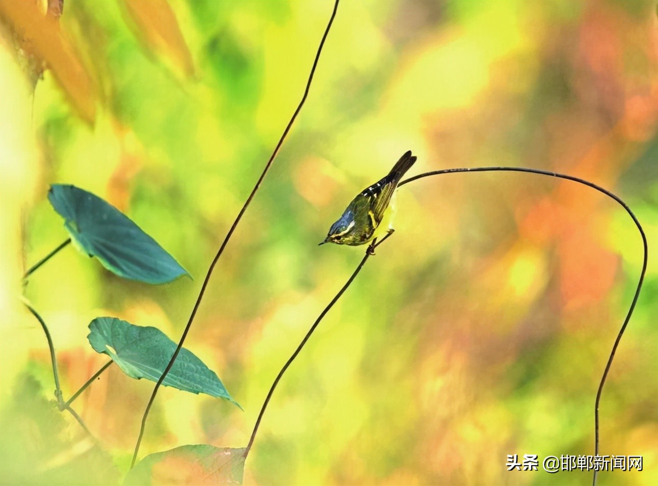 文明从每一件小事做起演讲稿,文明从点滴做起600字