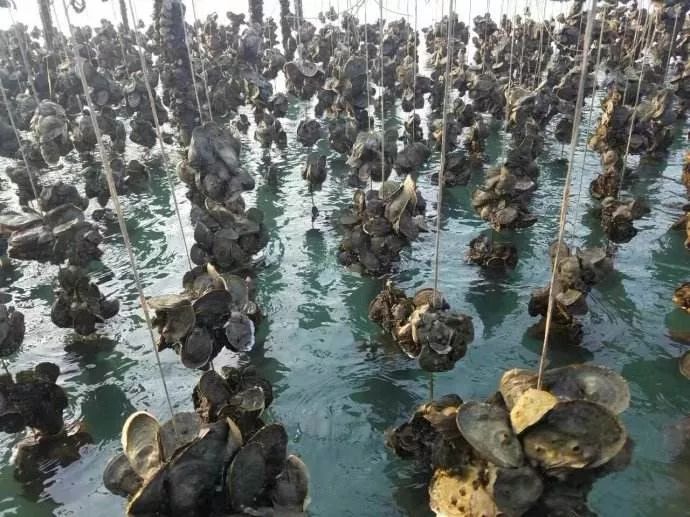 生蚝自助蚝门,蚝门烤式生蚝店真心好吃