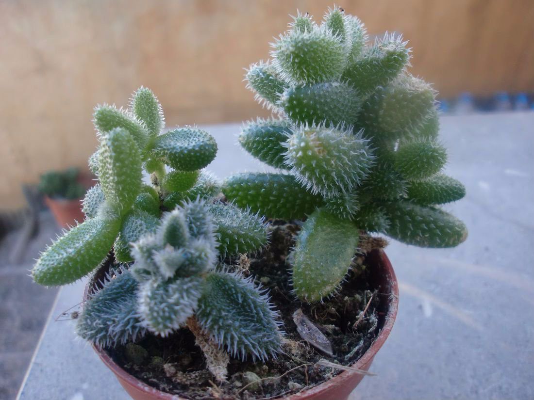 叶子上有尖刺的植物,叶子上带有小刺的草