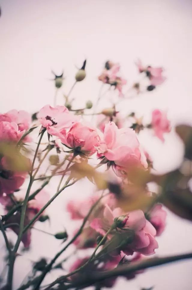 爱旅行的女人经典感言,爱旅行的女性心理