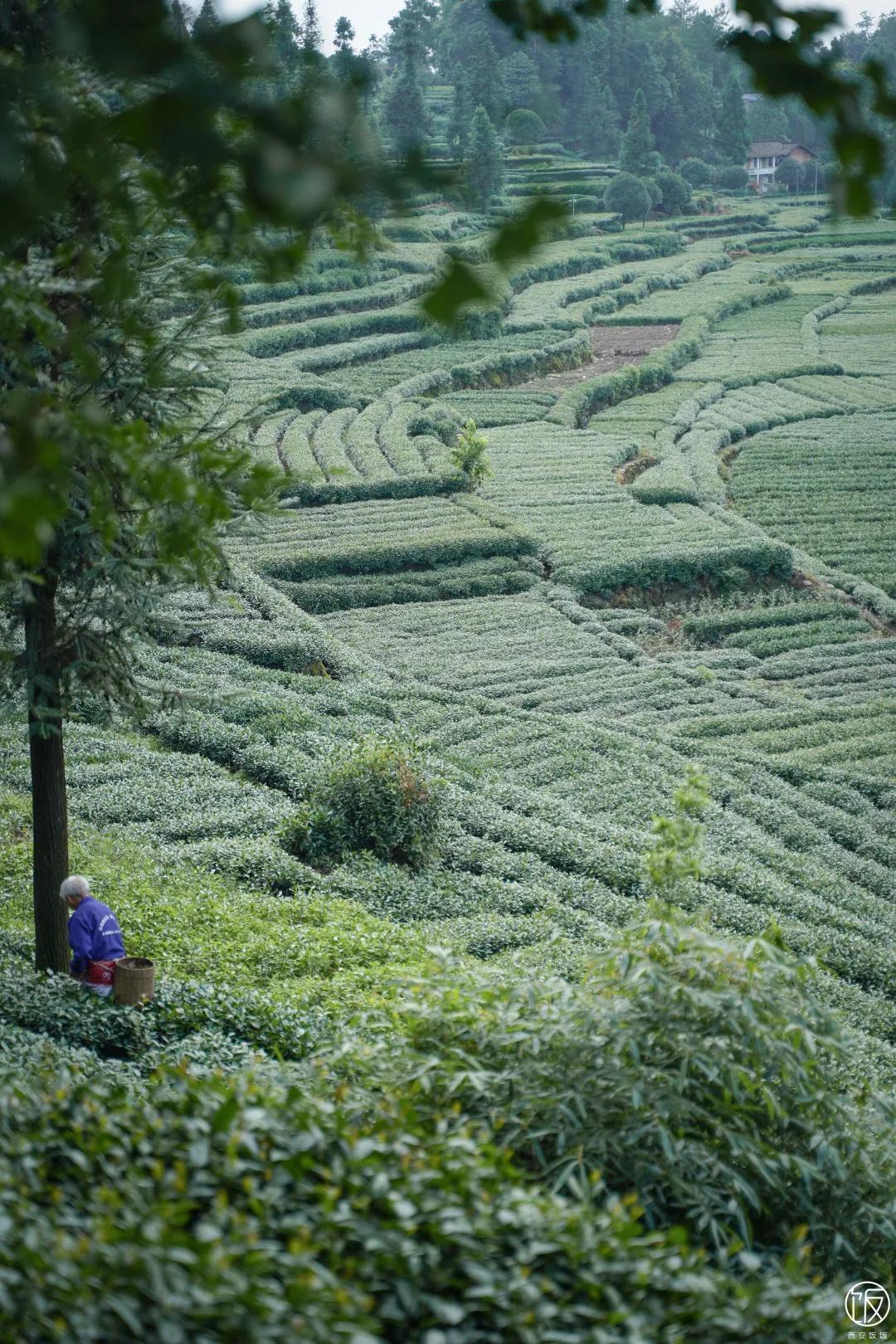 一张旅游年卡就能游遍全国,中国旅游年卡298元