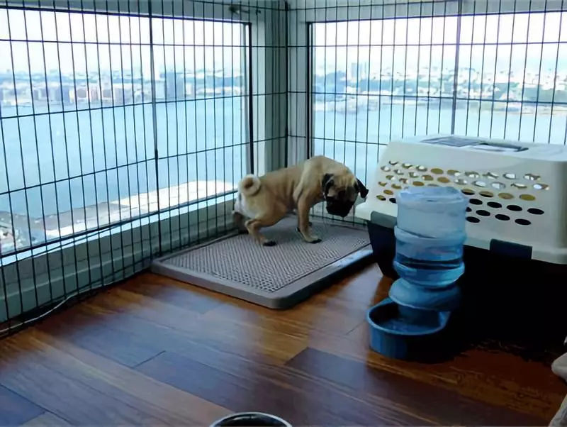 定点大小便训犬师,训犬师训练泰迪定点大小便