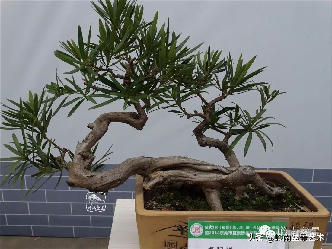 罗汉松盆景开运招财，非其莫属！清风雅韵，当之无愧！