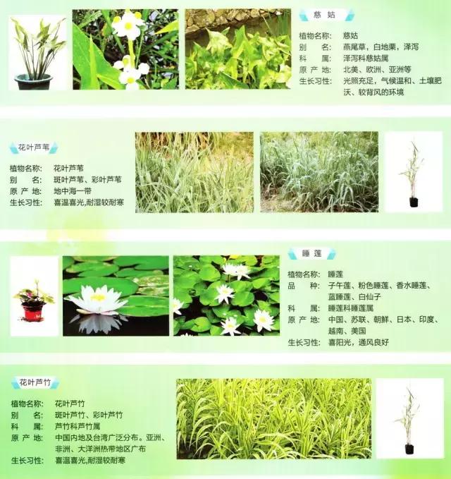 养鱼池净化水质的设备详细过程,养鱼池水质净化设备