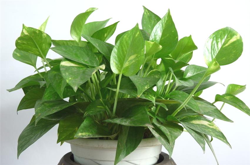 绿萝怎样养才不烂根和黄叶,绿萝如何浇水可以防止烂根黄叶