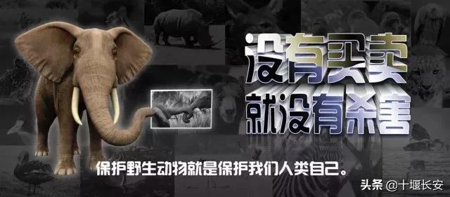 「十堰」买卖象牙手镯，结果带上“铁手镯”，这事儿一定不能干！