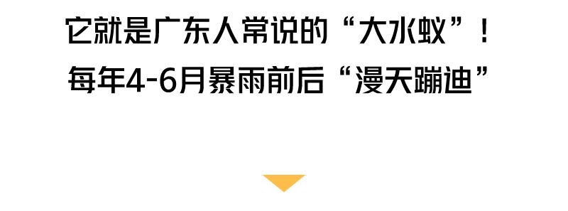 大水蚁进屋能活多久,大水蚁入侵房子