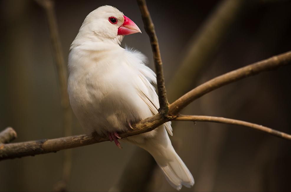 广东常见鸟类图谱和名称图文,东江揽胜鸟类
