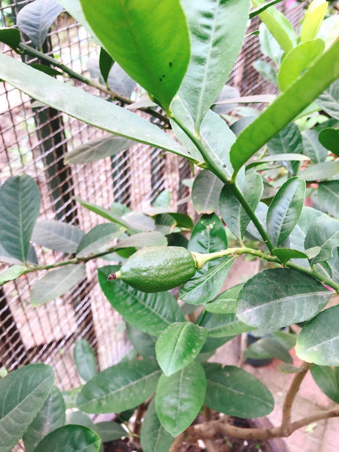 柠檬日记纪录片,柠檬日记的视频