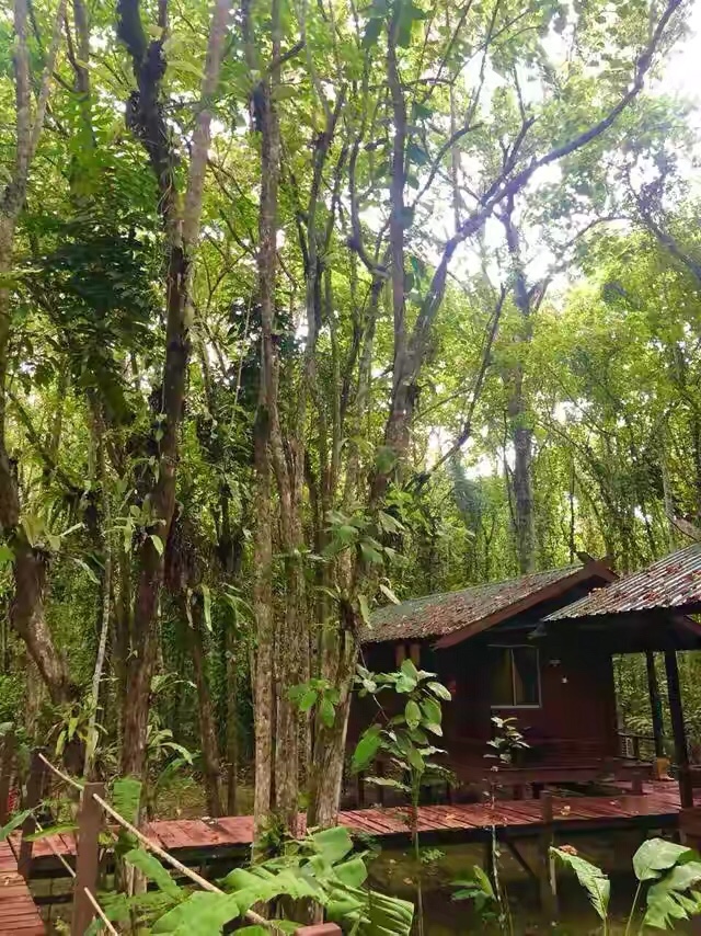 婆罗洲丛林危险,夜宿深山老林防野兽袭击