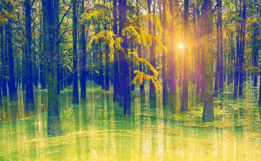 适合看星空露营的地方 (高山露营地绝美的星空)