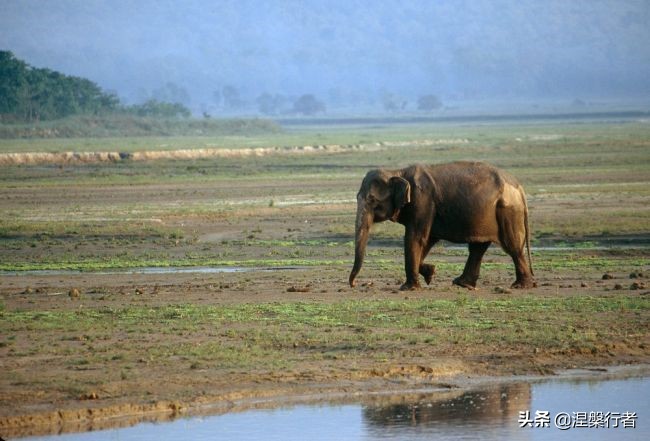 50种珍稀保护动物,为什么人类应该保护濒危物种