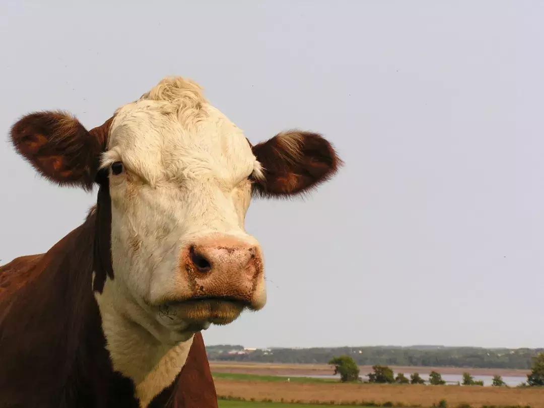 吃什么能让奶变少不堵奶,有没有办法让宝宝喝奶