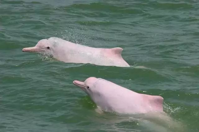 台山颐和温泉酒店私人泡池,台山颐和温泉酒店特价