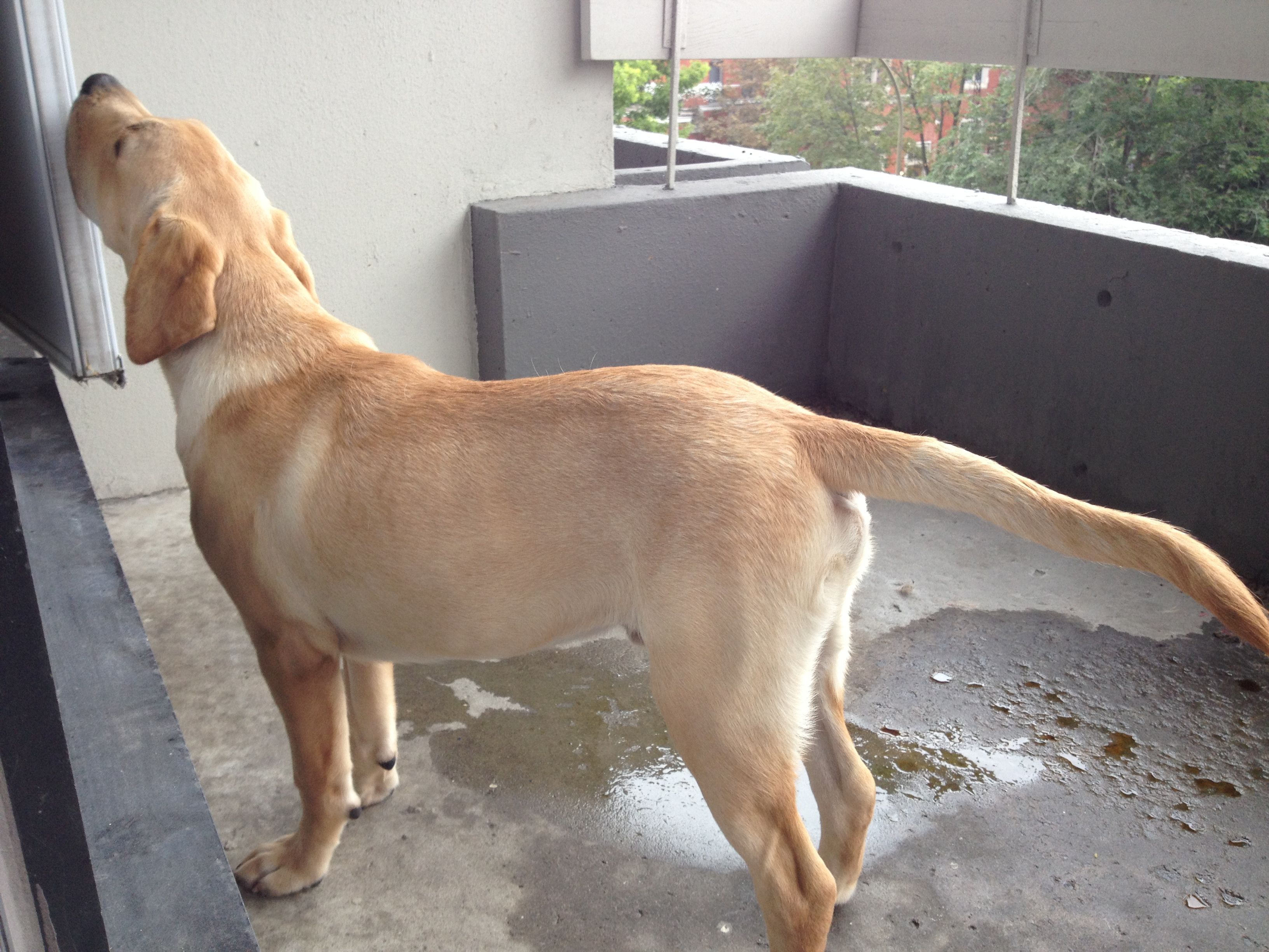 狗狗犯错了怎么正确的教训,狗狗犯错后如何正确告诉它犯错了