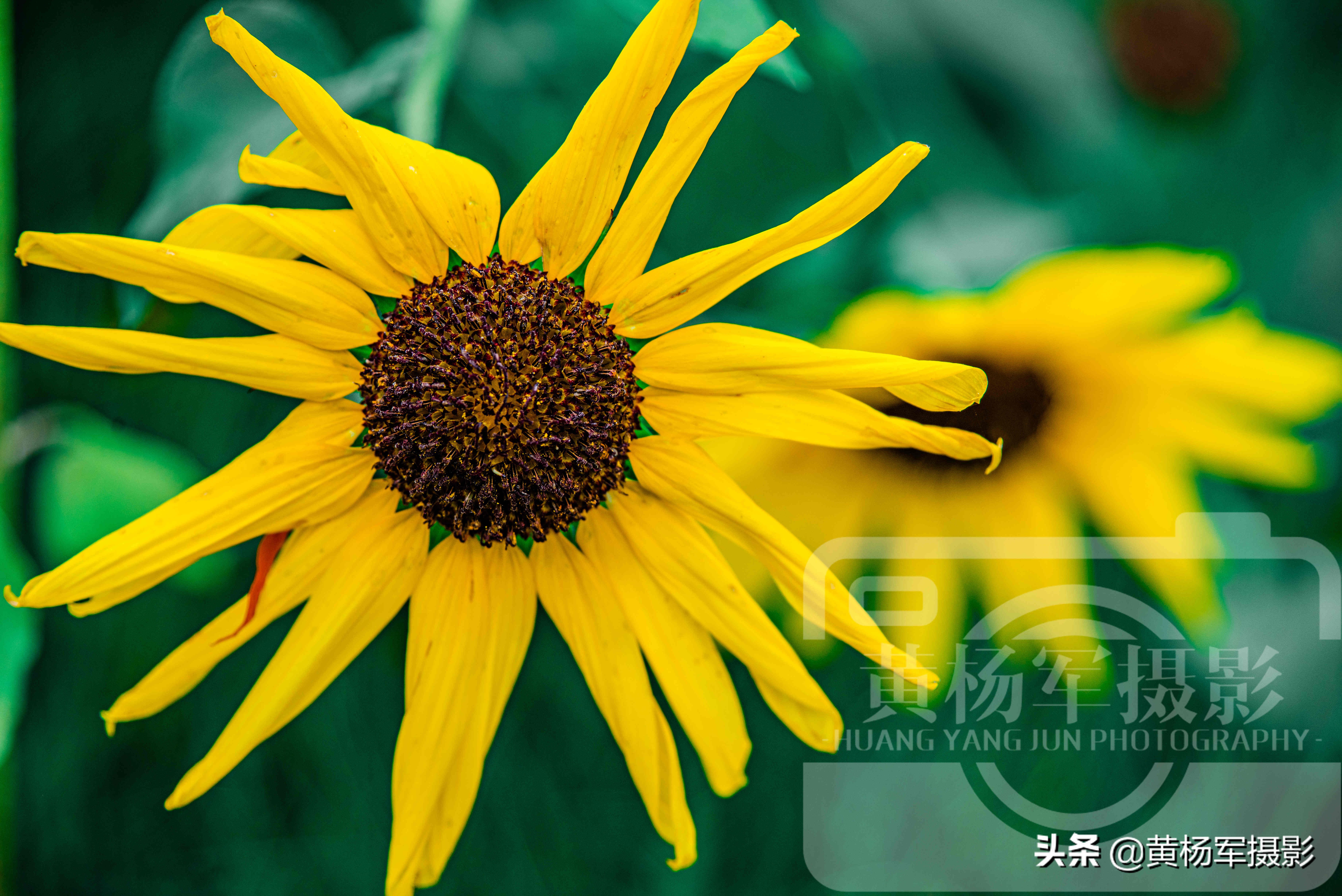 绿叶中美丽绽放的黑心金光菊花，娇美迷人的花朵很漂亮