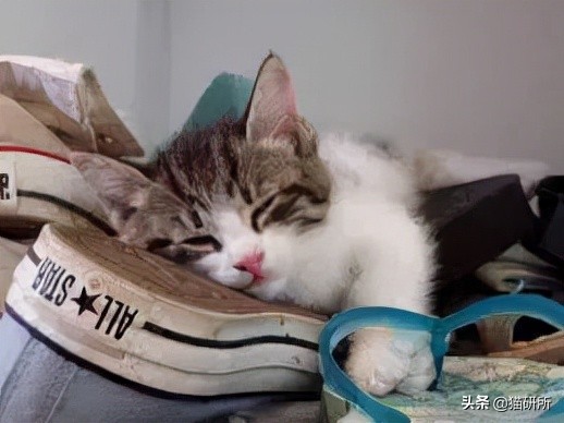 脚气传染猫咪 (猫咪脚气一般什么症状)