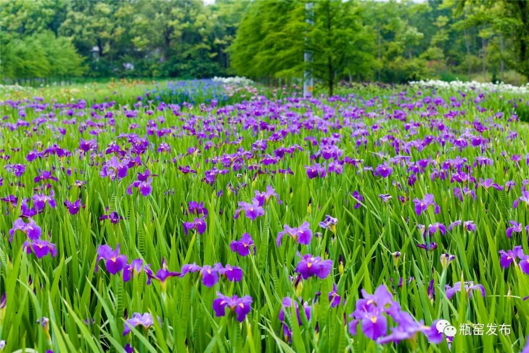 美美美!余杭七大花海组团来袭,遍地繁花好似人间仙境