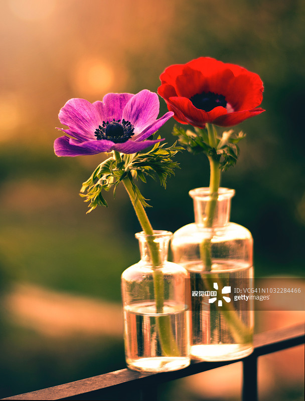 6种美好的花儿，陪你走过整个夏天的各个节气