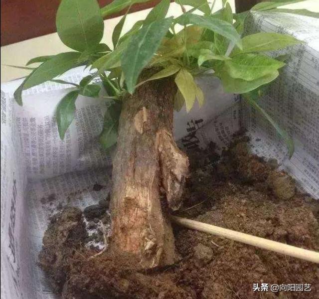 植物发现烂根怎么快速补救,植物烂根的原因及处理方法
