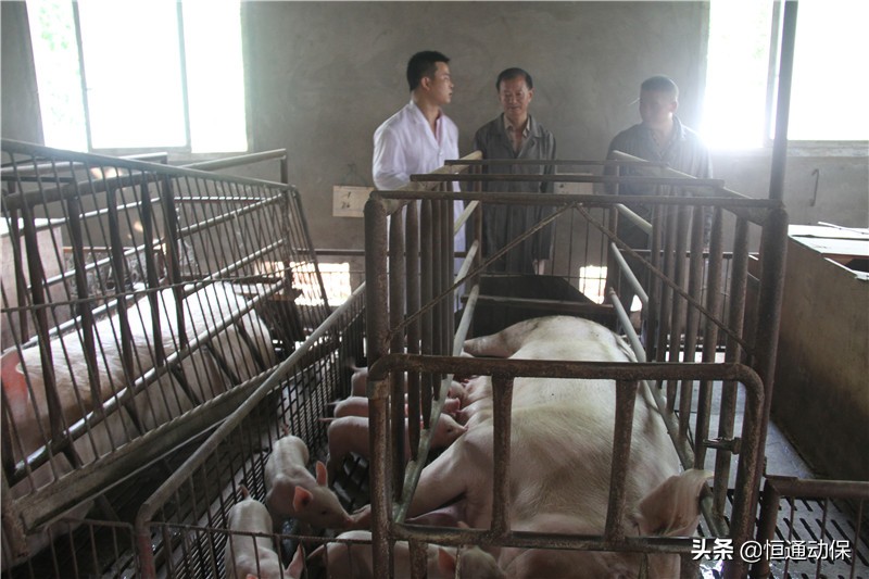 母猪生产顺利怎么做好产后护理,母猪分娩后怎样才能养好母仔猪