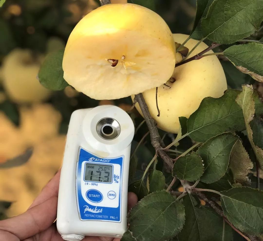 这3种水果别舍不得吃,农村人最爱吃的4种水果