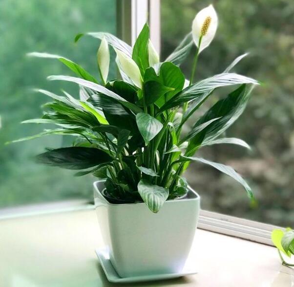 一帆风顺花发绿怎么处理,一帆风顺叶子泛黄怎么办