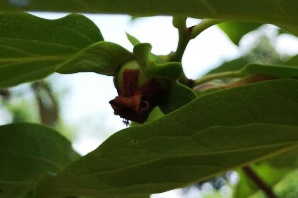 老柿子树主干太长咋处理,砍柿子树有什么讲究吗