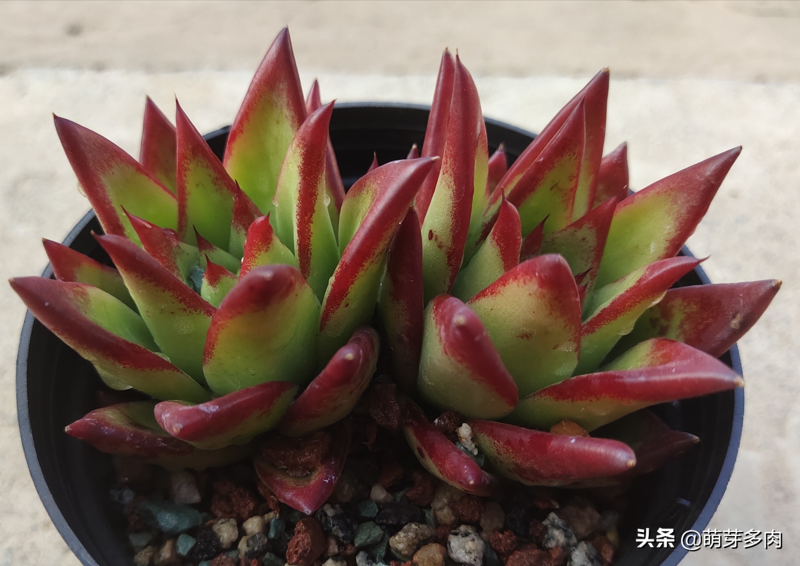 多肉口红怎么养才长得好,多肉口红怎么养出状态