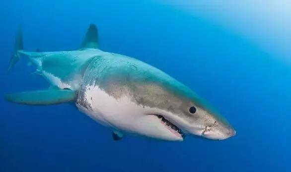 鲨鱼会被水淹死么,鲨鱼停止活动就会窒息而死