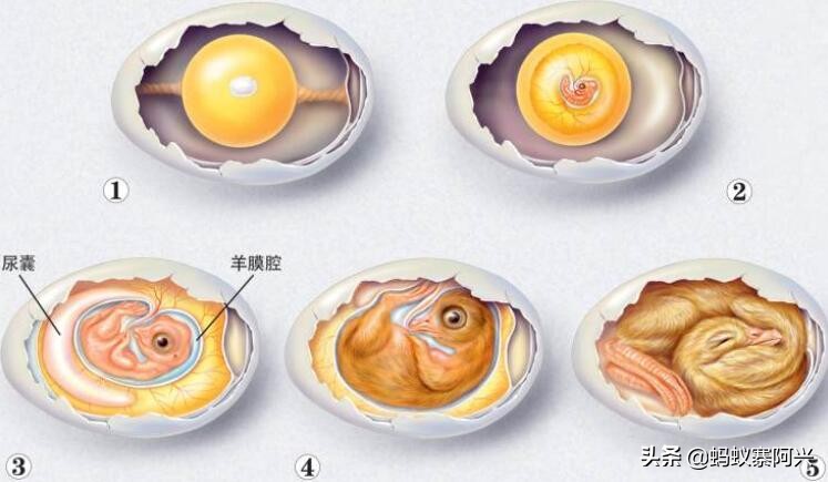 为什么母鸡，不需要公鸡也能自己排卵生蛋？专家：其实道理很简单