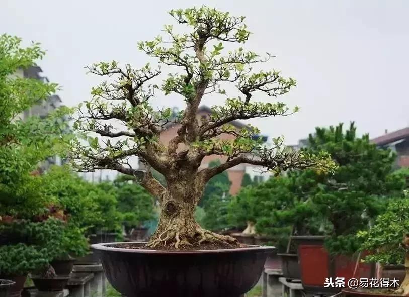 生桩的种植方法和技巧,生桩用什么土栽种最好