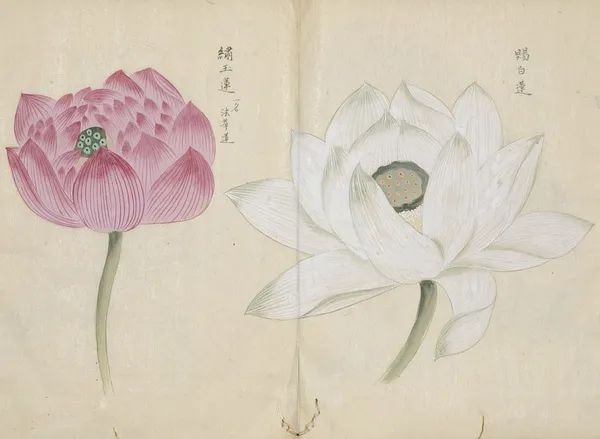 繁华过后一盏清茗也能品出百味,繁华之后静立于世