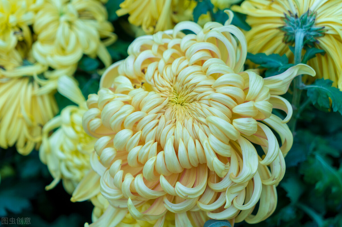 重阳节赏菊花的介绍,赏菊打卡好去处