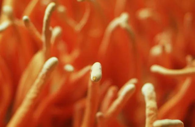 假如虫草会说话——访蛹虫草