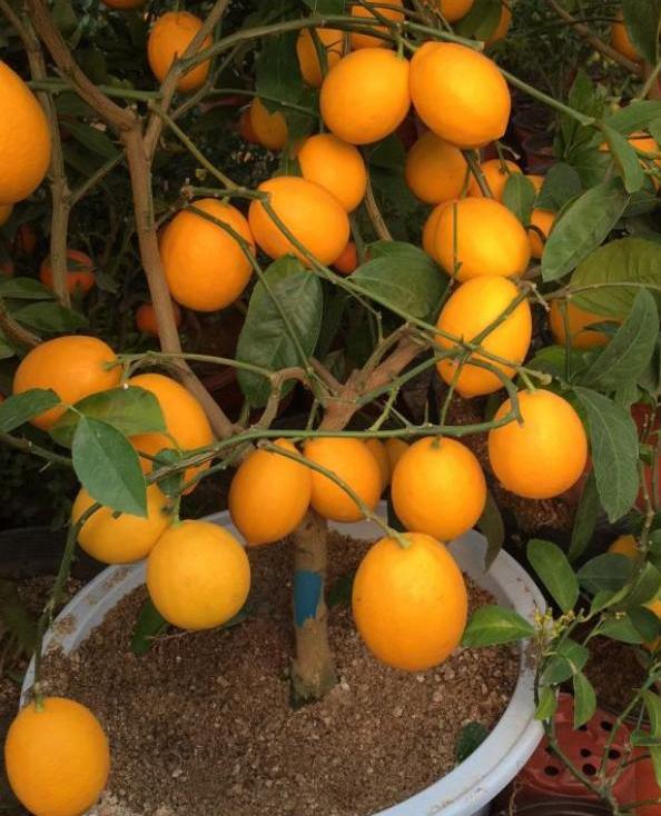 柠檬树不开花不结果要怎样养护呢,盆栽柠檬树果实长不大为什么