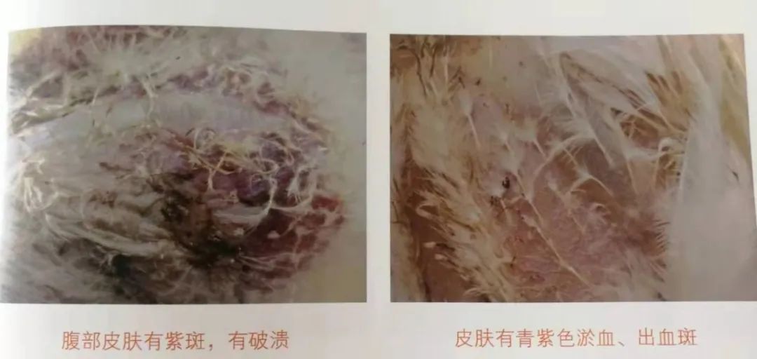 鸡群生病后有什么表现,鸡群出现瘫痪是怎么回事