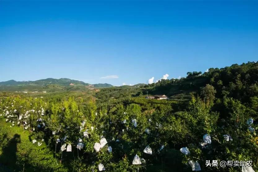 油桃脆甜多汁爽口,一口下去黄桃果肉绵密清爽冰沙