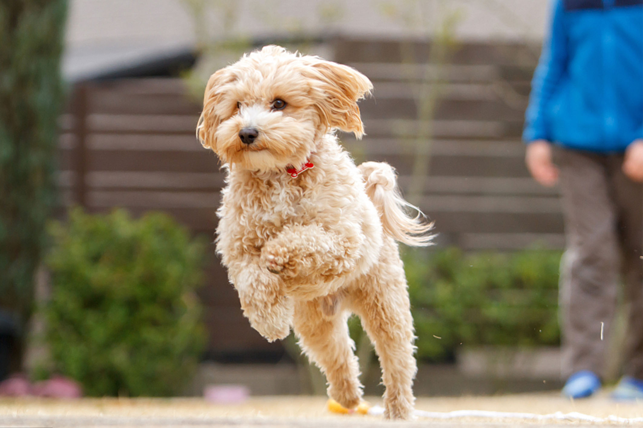 泰迪被当爷爷给宠坏了,把泰迪宠坏了