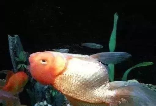 金鱼总是在水面游、肚皮向上该怎么医治？