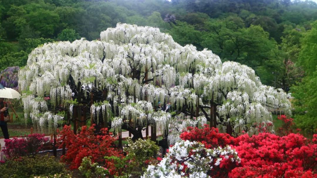 网红古树紫藤花,网红紫藤花