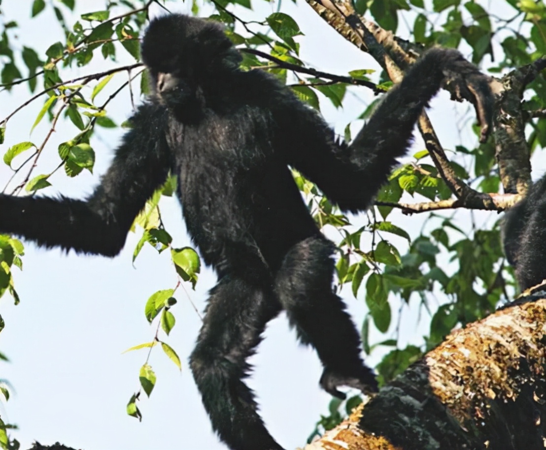 长臂猿真的会吃肉吗,巨猿捕食猴子