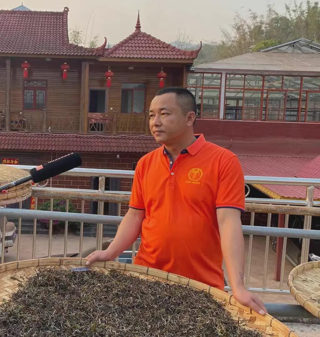 倚邦猫耳朵古树茶的口感特点,倚邦石韵茶坊猫耳朵茶